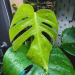 Monstera