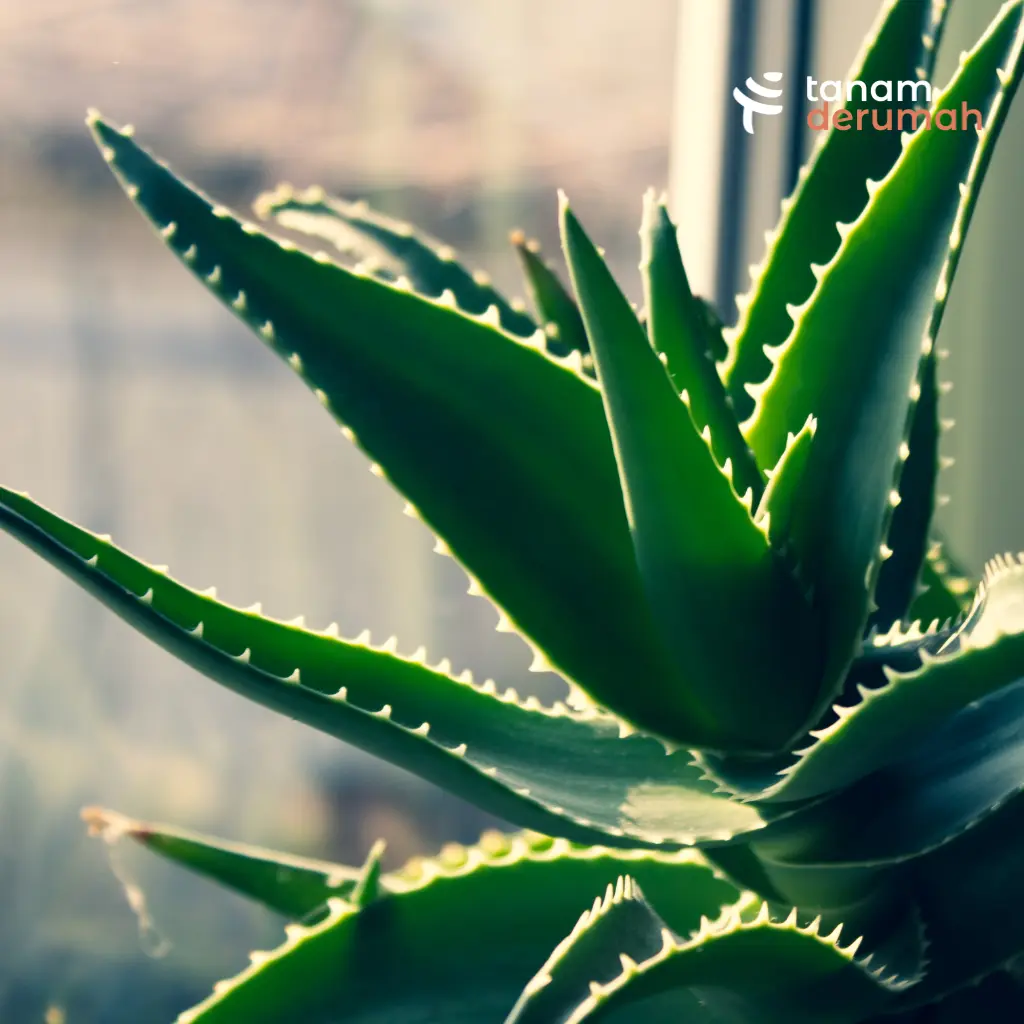 Aloe Vera Pembersih Udara - Tanamderumah