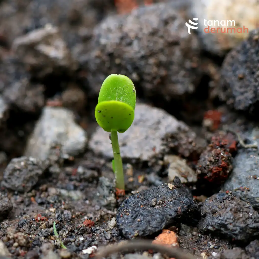 Bibit Cabai yang Baru Muncul - Tanamderumah