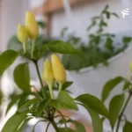 Cara Merawat Tanaman Pembersih Udara