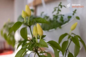 Cara Merawat Tanaman Pembersih Udara
