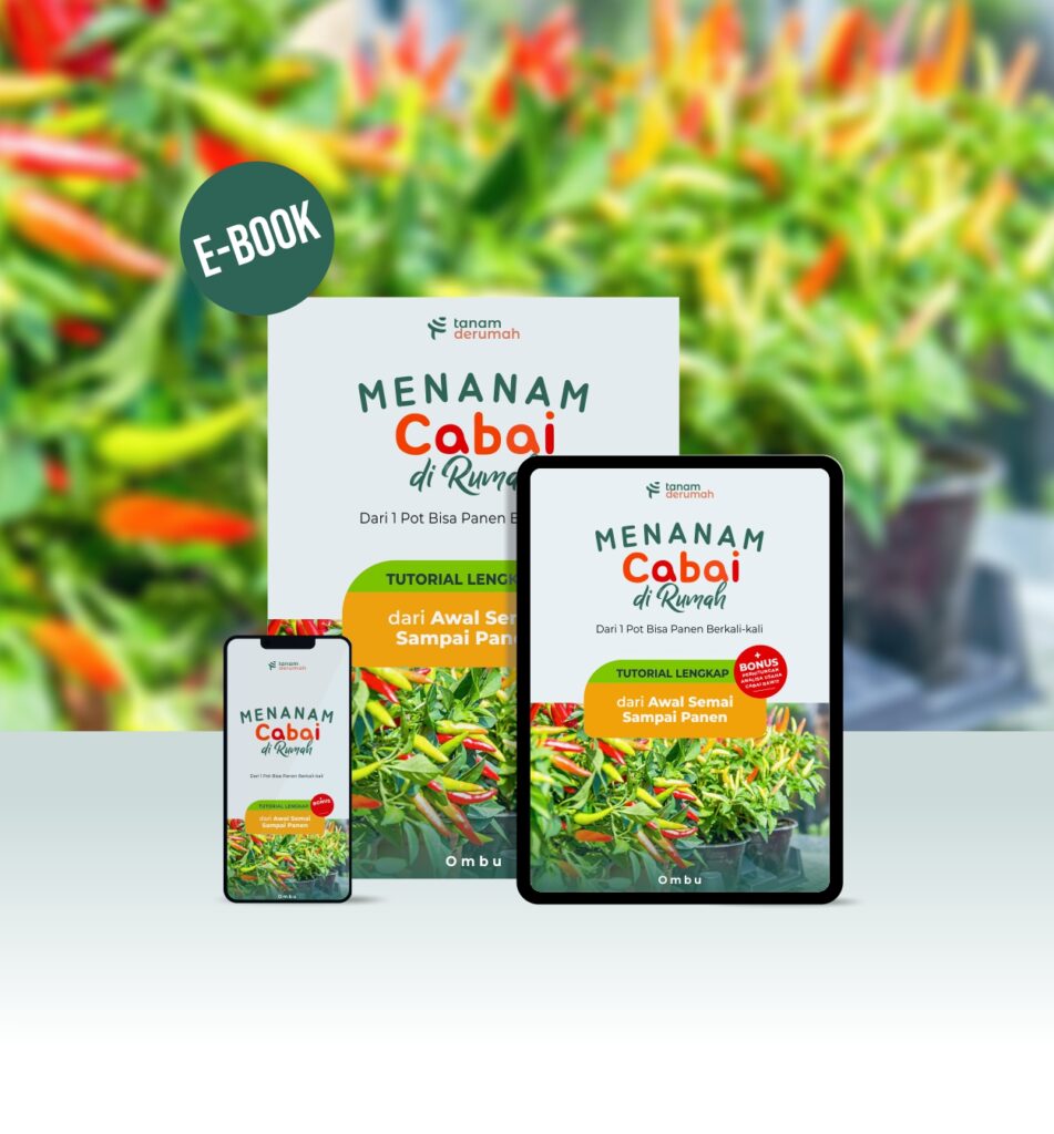 Ebook Menanam Cabai di Rumah - Tanamderumah