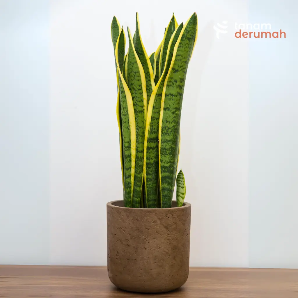 Lidah Mertua Pembersih Udara - Tanamderumah