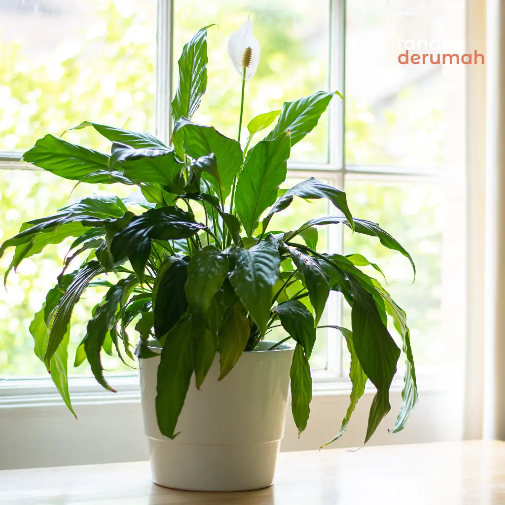 Peace Lily Pembersih Udara - Tanamderumah
