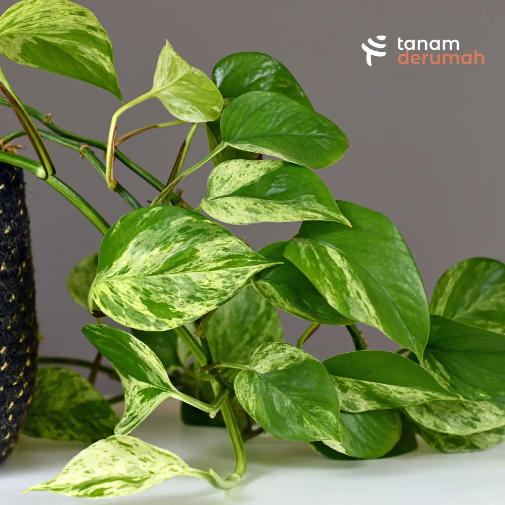 Pothos Pembersih Udara - Tanamderumah