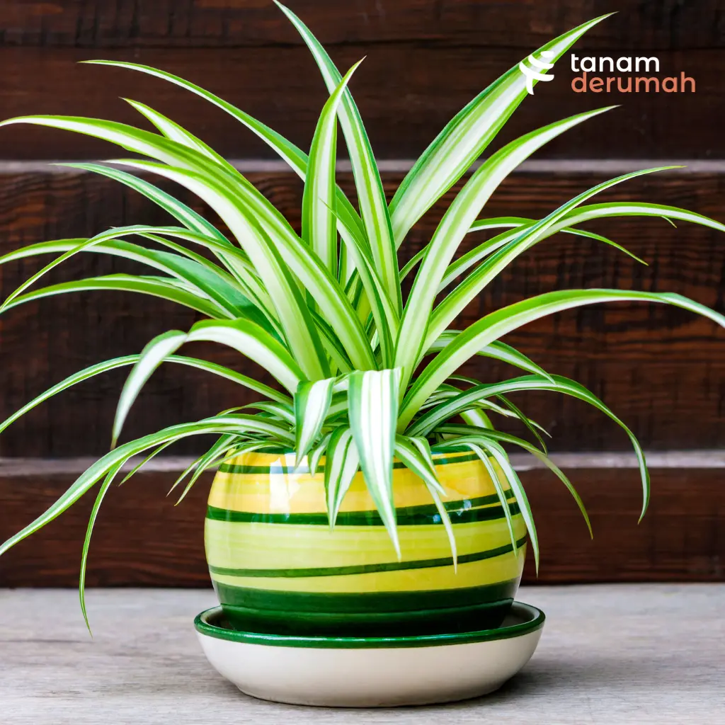Spider Plant Pembersih Udara - Tanamderumah
