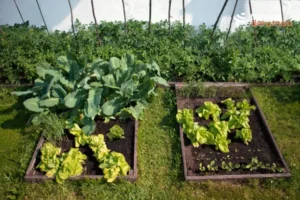 Tujuh Manfaat Berkebun di Rumah - Tanamderumah