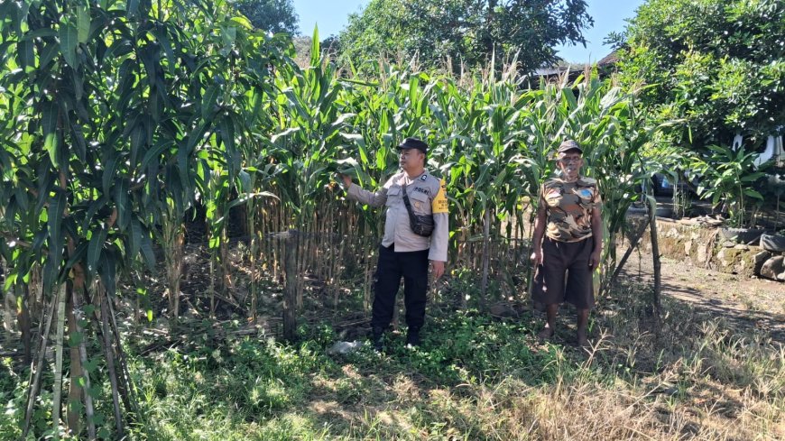 Bhabinkamtibmas Desa Gemarang Monitoring Tanaman Jagung Warga untuk Dukung Ketahanan Pangan Nasional